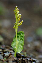 Moonwort fern (Botrychium lunaria) showing the sporophore and the trophophore, covered in water droplets, Norway, July