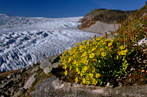 Yellow mountain saxifrage (Saxifraga aizoides) flowering by the Osterdalsisen Glacier, Saltfjellet-Svartisen National Park, Nordland, Norway, August 2006