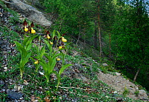 Lady's-slipper orchids (Cypripedium calceolus) flowering, Junkerdalsura, Junkerdalen valley, Nordland, Norway, June