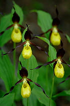 Lady's-slipper orchid (Cypripedium calceolus) flowers, Junkerdalsura, Junkerdalen valley, Nordland, Norway, June