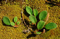 Net-leaved willow (Salix reticulata) growing over moss, Norway, July
