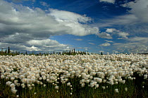 Scheuchzer's cottongrass (Eriophorum scheuchzeri) flowering, Finland, July
