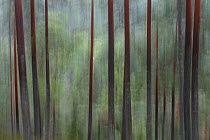 Scots pine (Pinus sylvestris) forest, abstract, Telemark, Norway, July