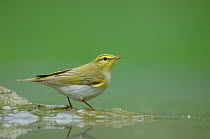Wood warbler (Phylloscopus sibilatrix) on leaf surrounded by water, Pusztaszer, Hungary, May