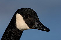 Canada goose (Branta canadensis) head portrait, Buvika, Sor-Trondelag, Norway, March