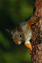 Red squirrel (Sciurus vulgaris) on Scots pine, Klaebu, Sor-Trondelag, Norway, November