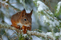 Red suirrel (Sciurus vulgaris) on spruce tree in snow, Klaebu, Norway, Novomber