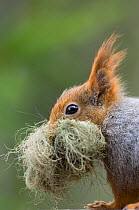 Red squirrel (Sciurus vulgaris) carrying nest material, Klaebu, Sor-Trondelag, Norway, May