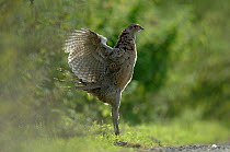 Female Pheasant (Phasianus colchicus) flapping wings, Skane, Sweden, October