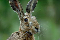 Brown / European hare (Lepus europaeus) portrait, Pusztaszer, Hungary, May