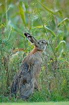 Brown / European hare (Lepus europaeus) feeding, Skane, Sweden, October