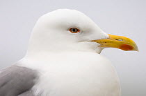 Herring gull (Larus argentatus) head portrait, Vardo, Varanger-peninsula, Finnmark, Norway, July