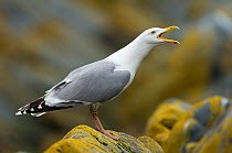 Herring gull (Larus argentatus) calling, Vardo, Varanger-peninsula, Finnmark, Norway, July