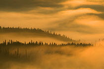 Morning mist over Spruce forest, Hattfjelldal, Helgeland, Nordland, Norway, September 2007