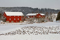 Pink-footed goose (Anser brachyrhynchus) flock resting on a field during migration in spring, Nord-Trondelag, Norway, April