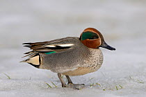 Male Common teal (Anas crecca) standing on frozen snow, Trondheim, Norway, March