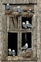 Black-legged kittiwakes (Rissa tridactyla) nesting in the windows of an abandoned house, Rost, Norway, July