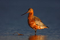 Male Bar-tailed godwit (Limosa lapponica) standing in water, Finnmark, Norway, May