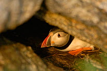 Atlantic puffin (Fratercula arctica) looking out of nest hole, Rost Islands, Lofoten, Norway, June
