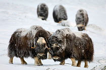 Two Muskoxen (Ovibos moschatus) others grazing in background, Dovrefjell-Sunndalsfjella National Park, Sor-Trondelag, Norway, January