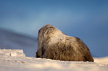Muskox (Ovibos moschatus) lying down rear view, Dovrefjell-Sunndalsfjella National Park, Sor-Trondelag, Norway, January