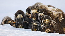 Muskox (Ovibos moschatus) herd, Dovrefjell-Sunndalsfjella National Park, Sor-Trondelag, Norway, January