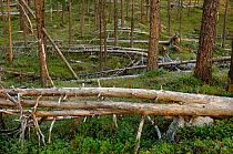 Pine forest, Ovre-Pasvik National Park, Varanger, Finnmark, Norway, August 2006
