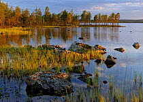Lake Ellenvatn, Ovre-Pasvik National Park, Varanger, Finnmark, Norway, August 2006