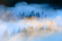Mist over a Scots pine (Pinus sylvestris) / Norway spruce (Picea abies) forest at sunrise, near Yli-Kitka lake and Tolva village, Finland, July 2006