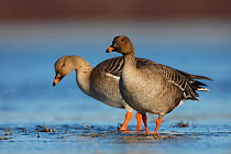 Two Bean geese (Anser fabalis) in shallow water, Finnmark, Norway, May