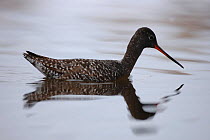 Spotted redshank (Tringa erythropus) on water, summer plumage, Finnmark, Norway, May