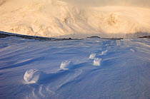 Muskox (Ovibos moschatus) footprints left in snow, Dovrefjell-Sunndalsfjella National Park, Norway, December 2007