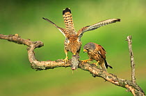 Two Kestrels (Falco tinnunculus) on branch, one with mouse, Hungary, May