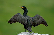 Rear view of Shag (Phalacrocorax aristotelis) with wings stretched, Varanger, Finnmark, Norway, July