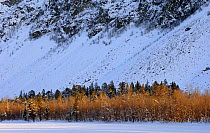 Pine trees on the bank of the frozen Reisaelva River, Reisa National Park, Troms, Norway, February 2007
