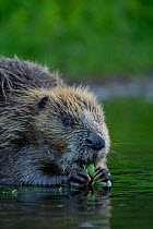 Eurasian beaver (Castor fiber) feeding on leaves, Telemark, Norway, June