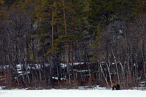Brown bear (Ursus arctos) at forest edge, Ovre-Pasvik National Park, Finnmark, Norway, May