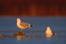 Two Common / Mew gulls (Larus canus) one standing on rock, the other sitting, Ovre-Pasvik National Park, Finnmark, Norway, May