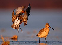 Bar-tailed godwit (Limosa lapponica) courtship display, Finnmark, Norway, May