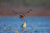 Bar-tailed godwit (Limosa lapponica) courtship display, male in flight, Finnmark, Norway, May