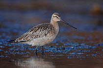 Female Bar-tailed godwit (Limosa lapponica) standing in water, Finnmark, Norway, May