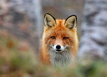 Red fox (Vulpes vulpes) portrait, Vauldalen, Norway, May