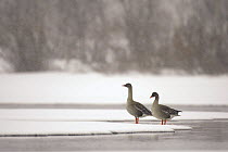 Two Bean geese (Anser fabalis) standing on snow at waters edge, Finnmark, Norway, May