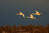 Three Whooper swans (Cygnus cygnus) in flight, Finnmark, Norway, May