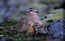 Male Eurasian dotterel (Charadrius morinellus) with chick, Norway, June