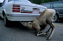 Bighorn sheep (Ovis canadensis) licking salt from underside of car, Jasper National Park, Canada, September