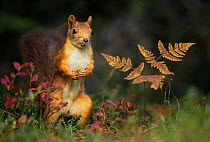 Red squirrel (Sciurus vulgaris) standing near fern, Norway, September
