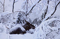 European elk / Moose (Alces alces) lying in snow, Trondheim, Norway, February