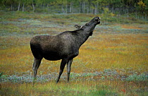 Female European elk / Moose (Alces alces) with head raised in air, Sarek National Park, Sweden, September