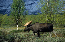 Bull European elk / Moose (Alces alces) walking, Sarek National Park, Sweden, September